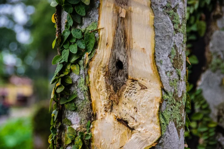 O que é o Oud e Por que Ele é Tão Valioso?